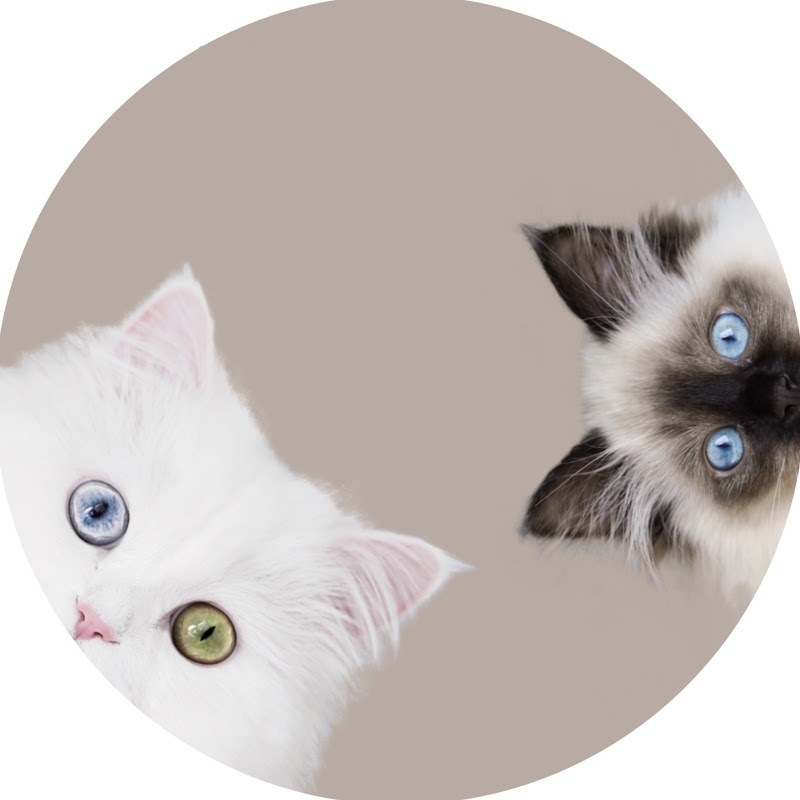 Mia & Jerrie | Purrfect Challenges