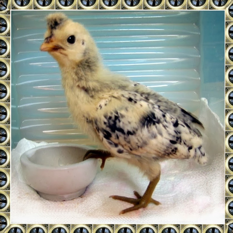 HenDaisy