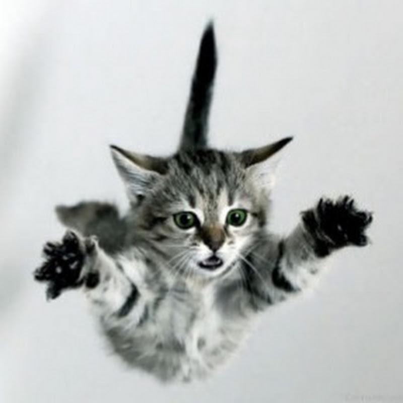 The World Of Cats
