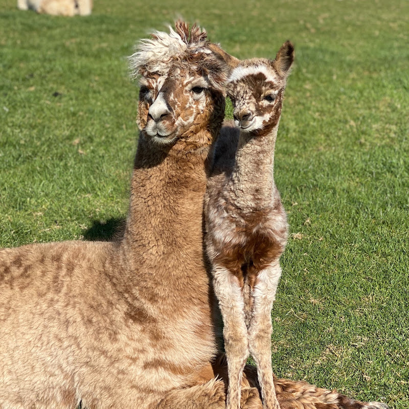 Mullacott Alpacas