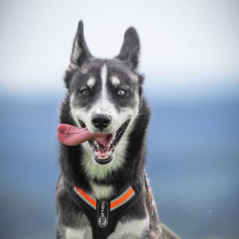 HuskyPaws